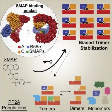 Figure from: Selective PP2A Enhancement through Biased Heterotrimer Stabilization