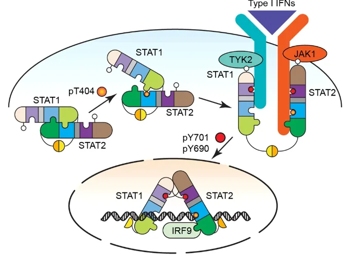 Figure from: A virus-induced conformational switch of STAT1-STAT2 dimers boosts antiviral defenses