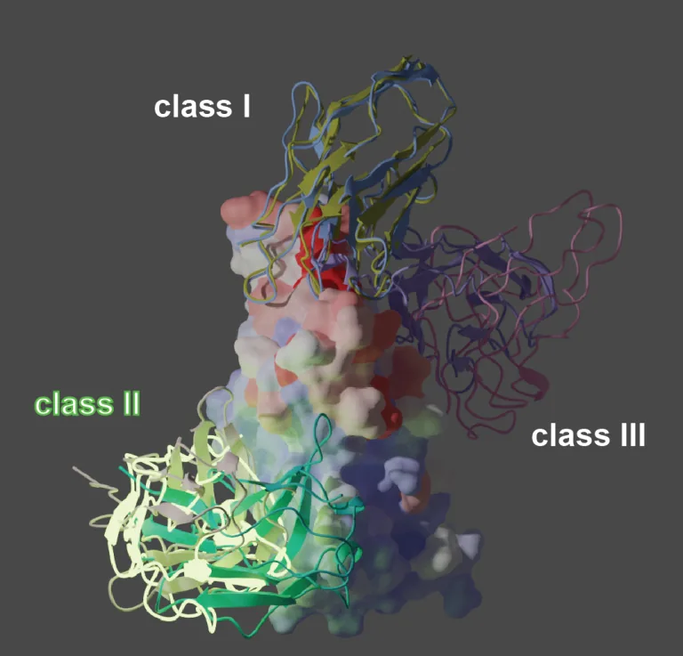 Figure from: Potent neutralizing nanobodies resist convergent circulating variants of SARS-CoV-2 by targeting diverse and conserved epitopes