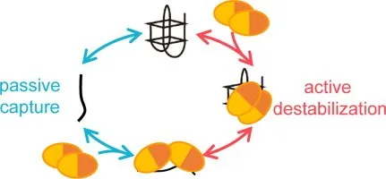 Figure from: Active and passive destabilization of G-quadruplex DNA by the telomere POT1-TPP1 complex