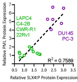 Figure from: SLX4IP N-terminus dictates telomeric localization in ALT-like castration-resistant prostate cancer cell lines