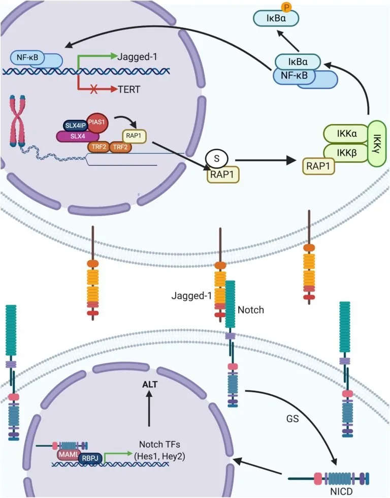 Figure from: SLX4IP promotes RAP1 SUMOylation by PIAS1 to coordinate telomere maintenance through NF-κB and Notch signaling