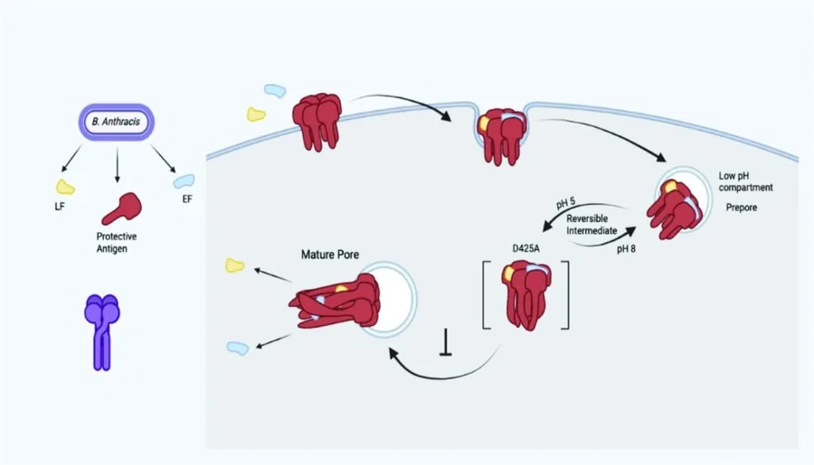 Figure from: Structure of the Anthrax Protective Antigen D425A Dominant Negative Mutant Reveals a Stalled Intermediate State of Pore Maturation