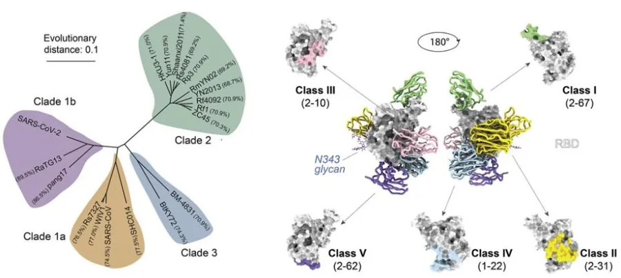 Figure from: Superimmunity by pan-sarbecovirus nanobodies