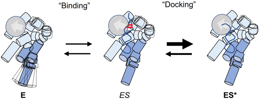 Figure from: Structural and mechanistic basis for recognition of alternative tRNA precursor substrates by bacterial ribonuclease P