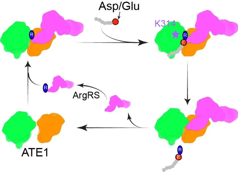 Figure from: The structural basis of tRNA recognition by arginyl-tRNA-protein transferase