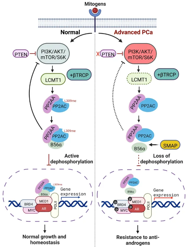 Figure from: Loss of LCMT1 and biased protein phosphatase 2A heterotrimerization drive prostate cancer progression and therapy resistance