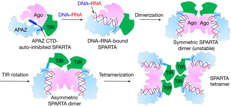 Figure from: Oligomerization-mediated activation of a short prokaryotic Argonaute