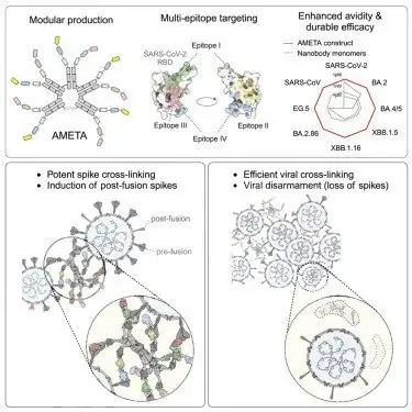 Figure from: Adaptive multi-epitope targeting and avidity-enhanced nanobody platform for ultrapotent, durable antiviral therapy
