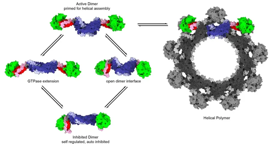 Figure from: Structural basis for regulated assembly of the mitochondrial fission GTPase Drp1