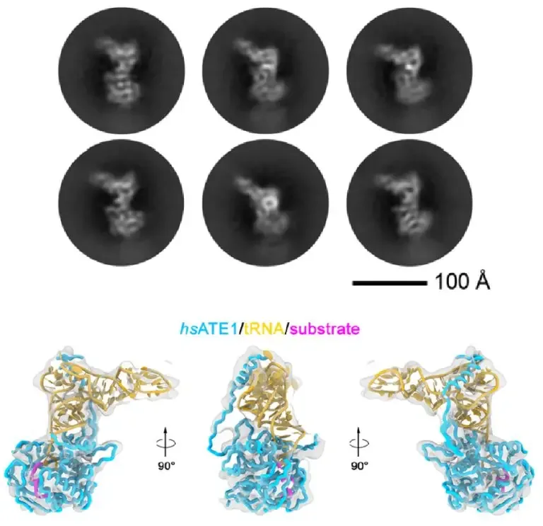Figure from: Oligomerization and a distinct tRNA-binding loop are important regulators of human arginyl-transferase function