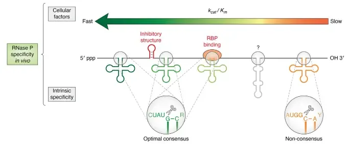 Figure from: The specificity landscape of bacterial ribonuclease P