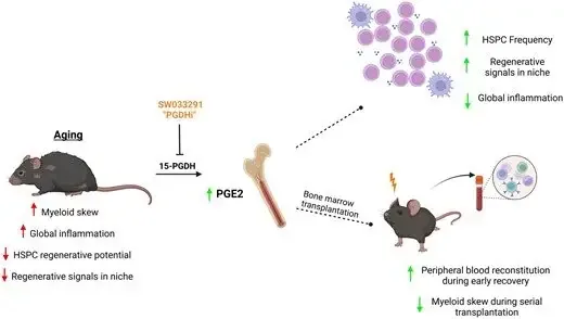 Figure from: 15-PGDH inhibition enhances hematopoietic regeneration during aging