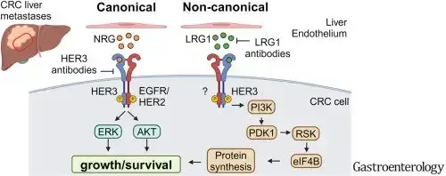 Figure from: Leucine-rich alpha-2-glycoprotein 1 promotes metastatic colorectal cancer growth through Human epidermal growth factor receptor 3 signaling