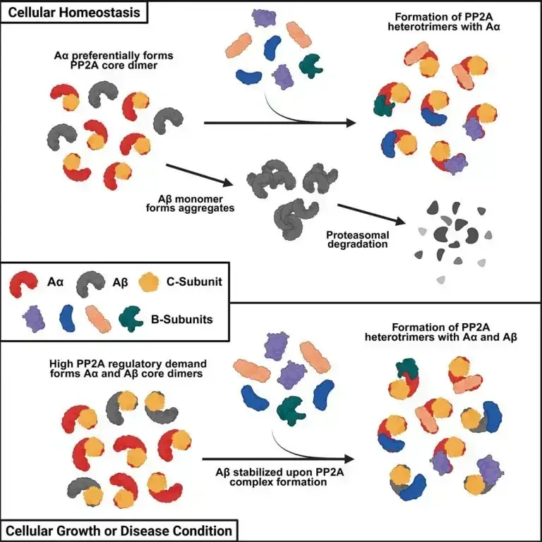 Figure from: Regulatory mechanisms of PP2A complex assembly driven by physicochemical differences in A-subunit isoforms