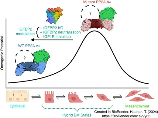 Figure from: Mutant PP2A Induces IGFBP2 Secretion to Promote Development of High-Grade Uterine Cancer