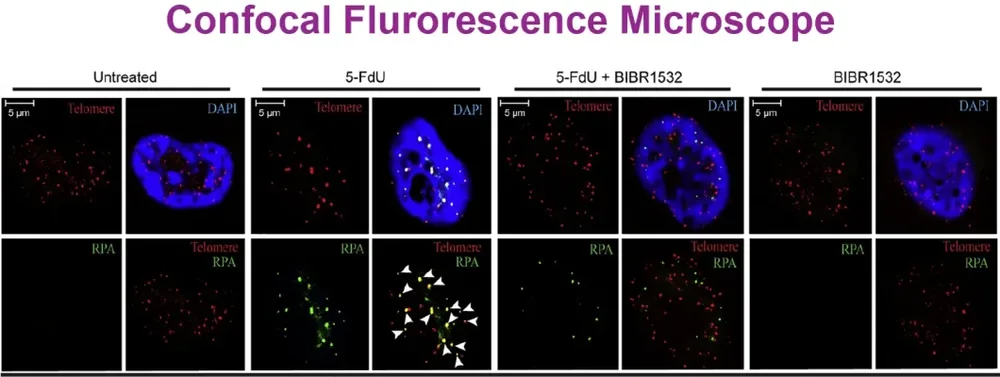 Confocal Fluorescence Microscopy example data