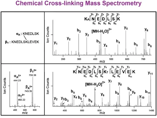 Chemical Cross-linking Mass Spectrometry example data