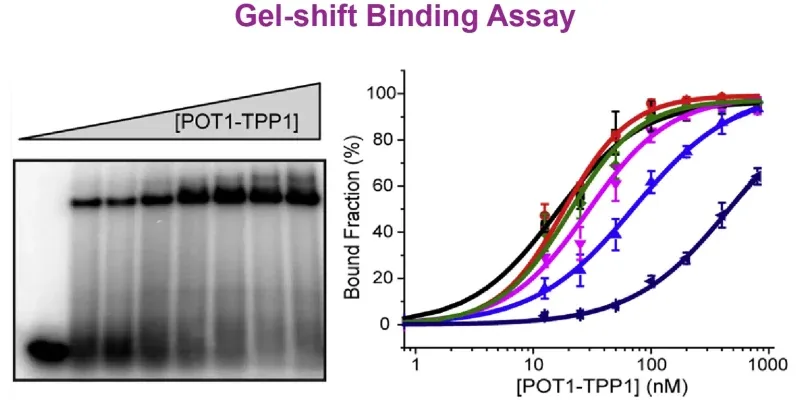 Gel-shift Binding Assay example data