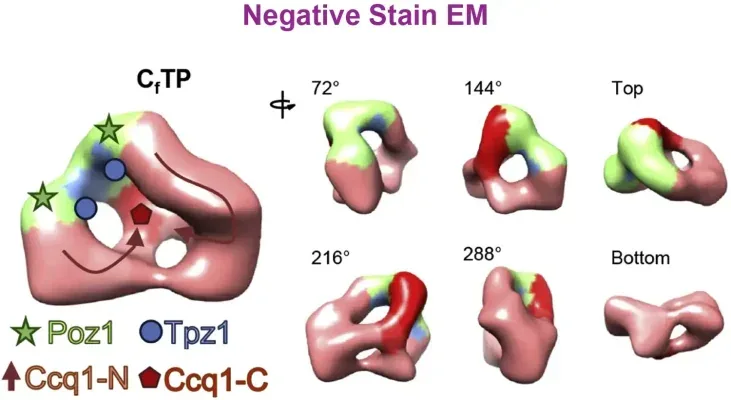 Negative Stain EM example data