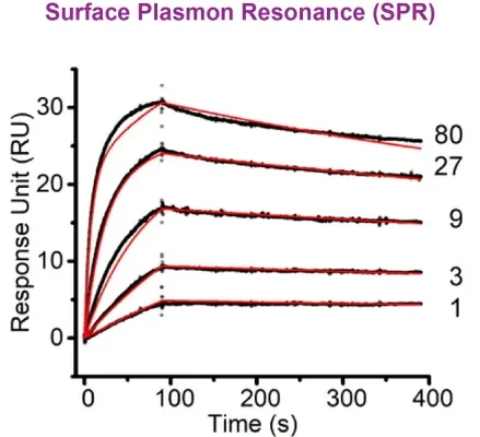 Surface Plasmon Resonance (SPR) example data
