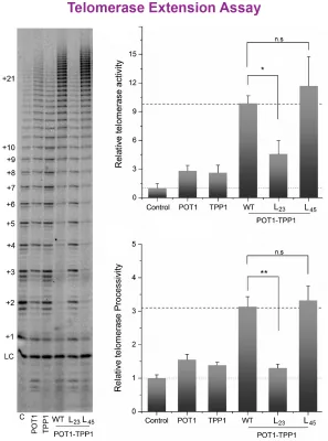 Telomerase Extension Assay example data